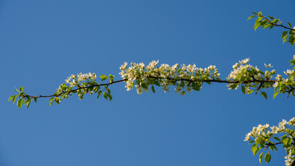 Branches with pear flowers against a blue sky.