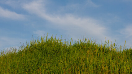 Hill Covered With Fresh Grass Against the Sky