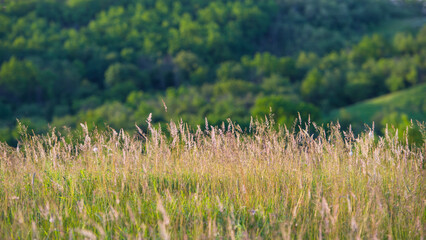Meadow grasses against the background of a deciduous forest.