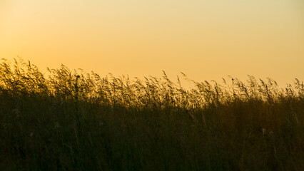 Silhouettes of dark grass against the orange sky during sunset. - 780331737