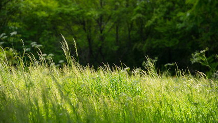 Meadow grasses against the background of a deciduous forest. - 780331739