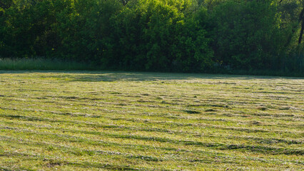 Mown meadow grass against the background of a deciduous forest.