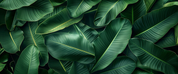 A close-up shot of lush green leaves creates an immersive and tranquil  