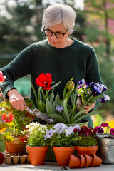 Attractive senior woman plants flowers in the garden