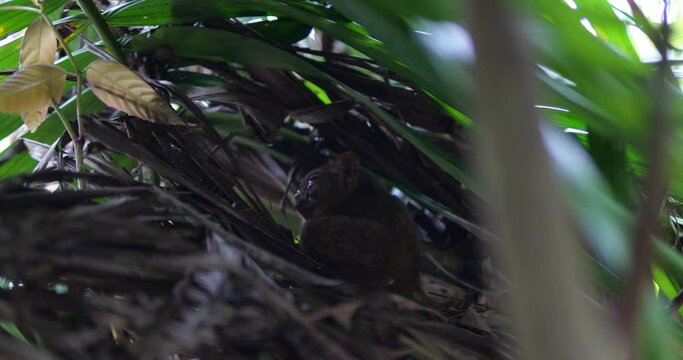 tarsier philippines Bohol