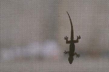 A common house gecko (Hemidactylus frenatus) on window screen