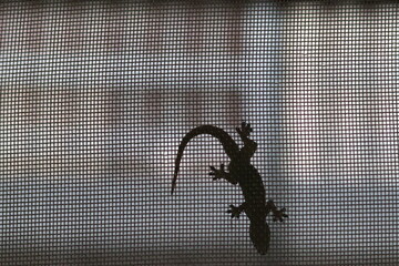 Asian house gecko (Hemidactylus frenatus) on window screen