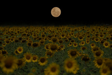 Sunflower garden with full moon in the night.