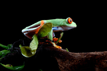 Red eyed tree frog in the bush