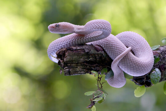 Lesser Sunda pit viper (Trimeresurus insularis) on a tree branch