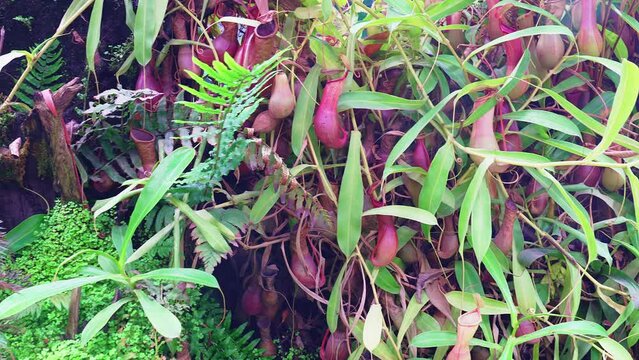 Carnivorous plants in a botanical garden or greenhouse. Exhibition of exotic plants.