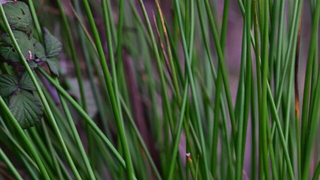Close-up of green reed