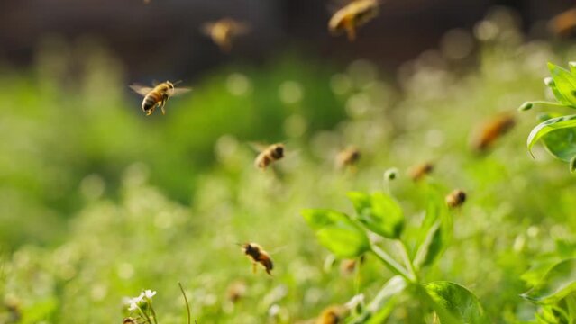 swarm of honey bees flying in the spring field near beehive