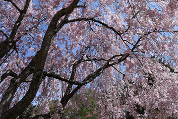 Climbing Mt. Ogura, Nagano, Japan