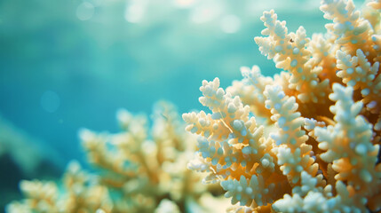 Fototapeta na wymiar Vibrant coral reef under threat from global warming, facing bleaching and environmental stress