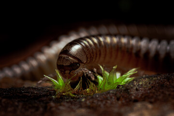millipedes, moss, calm, resting, eating,