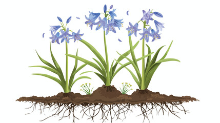 General view of Siberian squill or Scilla siberica