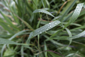 Wet grass in the forest