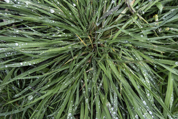 Wet grass in the forest