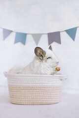 Cute white chinchilla in a rag basket with dry apple on a gray background with copy space. Concept of holidays and birthdays. - 780339514