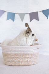Cute white chinchilla in a rag basket is eating dry apple on a gray background with copy space. Concept of holidays and birthdays. - 780339543