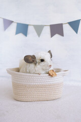 Domestic white chinchilla is sitting in a rag basket and holding dry apple in its paws. Concept of holidays and birthdays. - 780339599