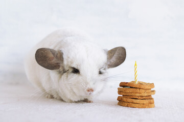 Funny fluffy white chinchilla on a gray background. Chinchilla is celebrating its Birthday with cake from dry apples candle. - 780339746