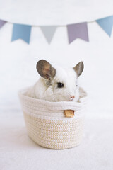 Cute white chinchilla in a rag basket with dry apple on a gray background. Concept of holidays and birthdays. - 780339781