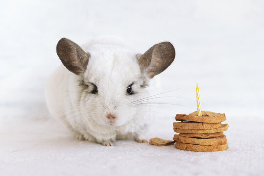 Funny fluffy white chinchilla on a gray background. Chinchilla is celebrating its Birthday with cake from dry apples candle.