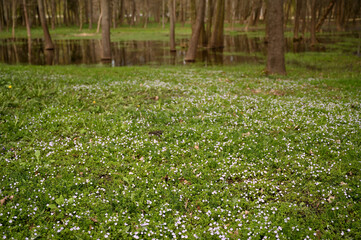 park spring flowers and young grass