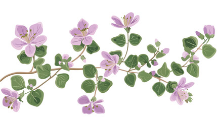 Close-up of Ornamental Oregano flowers flat vector isolated