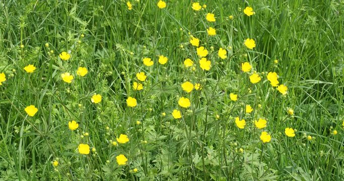 (Ranunculus repens) Carpet of Creeping buttercups or creeping crowfoots in a field with gold-yellow glossy inflorescences on erect and prostate stems with basal three-lobed green leaves  