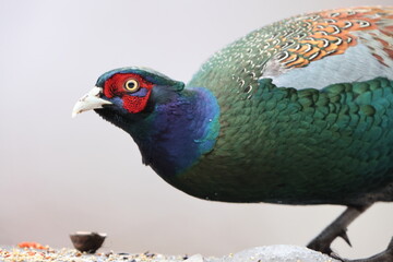 The green pheasant (Phasianus versicolor), also known as the Japanese green pheasant, is an...