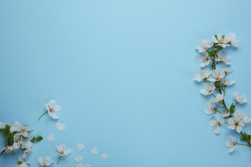 Tender photo with a branch of blooming cherry with white flowers and green leaves on a blue background. Cherry branch with white blooming flowers. Place for text or logo. Flat lay. Spring time.