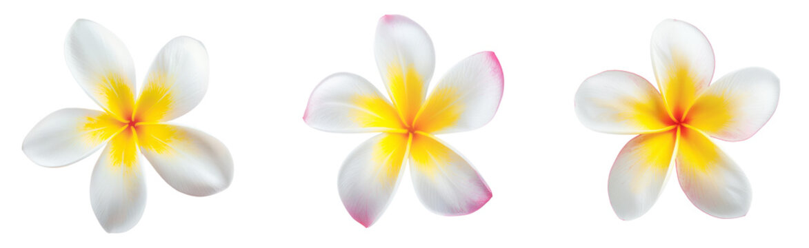 Blooming phumelia or Champa flower isolated with clipping path on white background