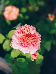 Pink roses in the garden of pink roses. Blooming Roses on the Bush. Growing roses in the garden.