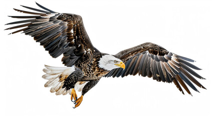Fototapeta premium An eagle soaring in the air on a light background. An eagle before landing. AI generated.