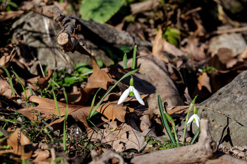 A beautiful, rare snowdrop (Galanthus nivalis) grows in the mountains