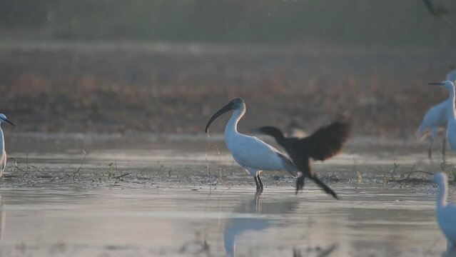 Black headed ibis Fishing in Wetland in Morning