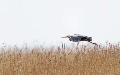 Gray heron flying over reed bad , side view