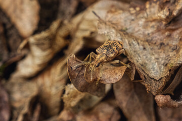 Closeup on a the large European black-spotted longhorn beetle ,Rhagium mordax