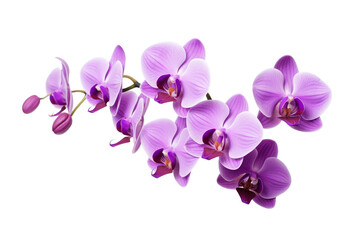 Cluster of Purple Flowers on White Background. On a White or Clear Surface PNG Transparent Background.