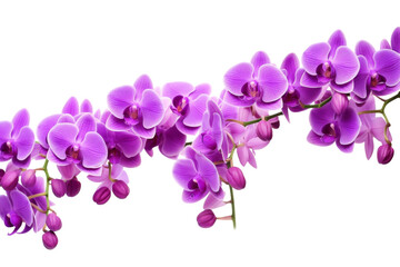 Cluster of Purple Flowers on Branch. On a White or Clear Surface PNG Transparent Background.