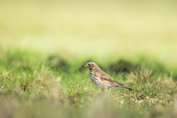 Bird - Redwing Turdus iliacus on the spring green meadow amazing light sunset sundown
