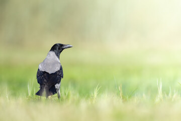 Bird - Hooded crow Corvus cornix in green meadow spring background Poland Europe