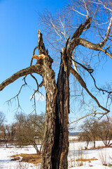 Trunk of a broken old birch against a blue sky