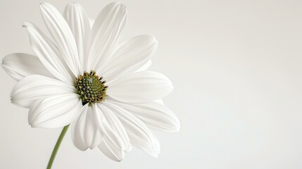 A beautiful white daisy flower in full bloom against a soft, neutral background.