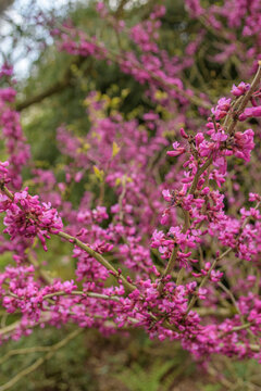 A tree with pink flowers is in the foreground. Close up