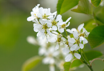 Flowers on the serviceberry tree in spring. Close-up