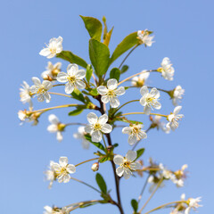Flowers on a cherry fruit tree against a blue sky in spring. Close-up